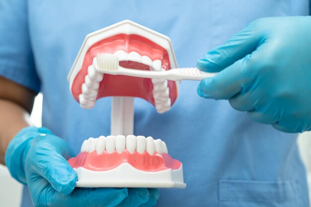 Dentista asiático limpiando los dientes del modelo dental con cepillo de dientes para el paciente y estudiando sobre odontología