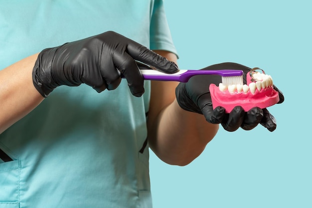 Dentista com escova de dentes e layout da mandíbula humana