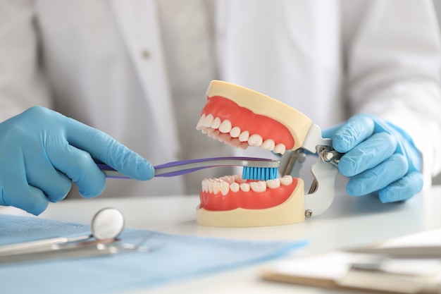 Dentista com luvas segura a escova de dentes e mostra na mandíbula como limpar os dentes corretamente, corrigir orais