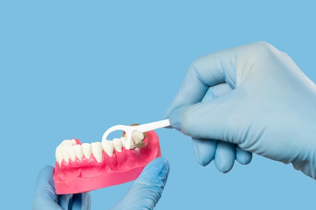 Dentista com palito de fio dental e layout da mandíbula humana