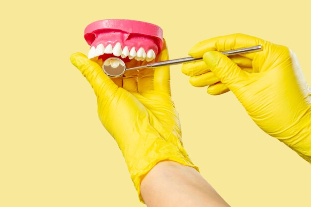 El dentista examina los dientes del diseño de la mandíbula humana