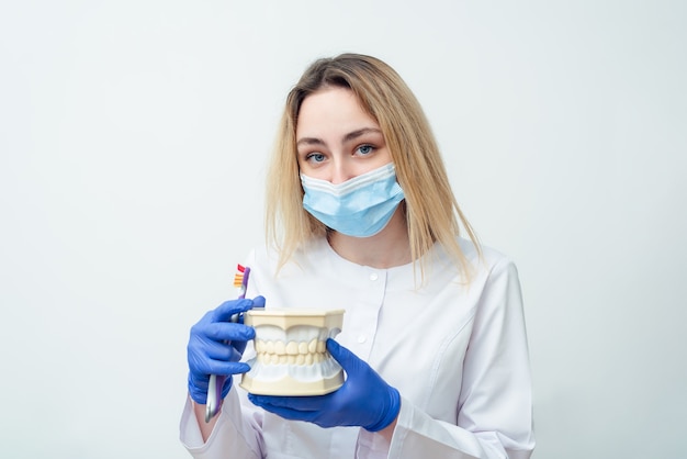 Dentista feminina segura um modelo volumétrico de dentes nas mãos