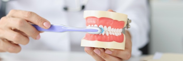 El dentista muestra el modelo correcto de dientes y cepillo de dientes, cuidado bucal y lección de cepillado para el paciente