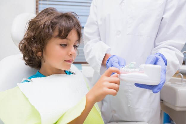 Dentista pediátrico que mostra o modelo de dentes pequenos