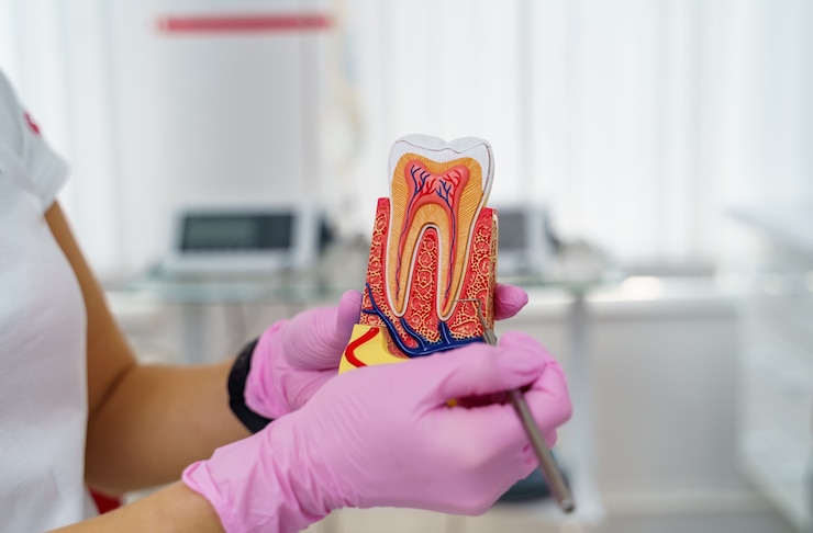 Foto dentista segurando modelo educacional de dente e ferramenta profissional. fechar-se