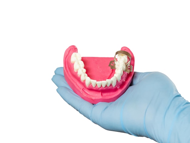 Foto dentista segurando o layout da mandíbula humana