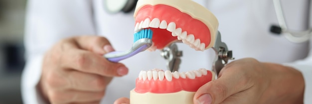 El dentista sostiene la mandíbula y muestra cómo cepillarse los dientes correctamente con un cepillo de dientes oral correcto