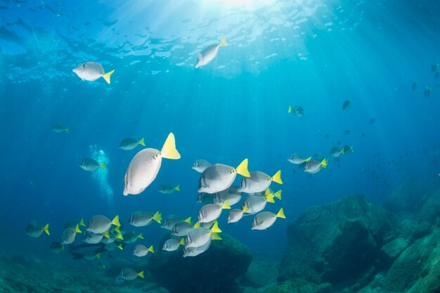 Dentro de un banco de peces de conejo en el fondo azul profundo del mar