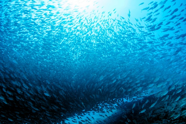 Dentro de un banco de sardinas gigantes de bola de cebo de pescado mientras bucea en el Mar de Cortez, México