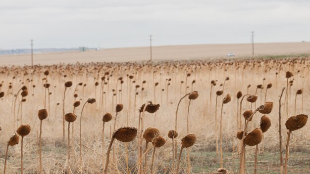 Dentro de un campo de girasoles secos.