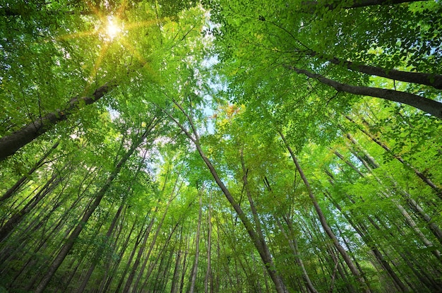 Dentro da floresta. composição da natureza.