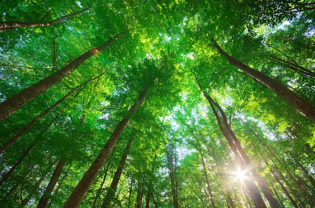 Dentro da floresta. Composição da natureza.