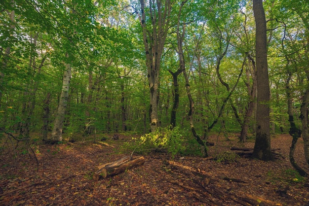 Dentro da floresta verde