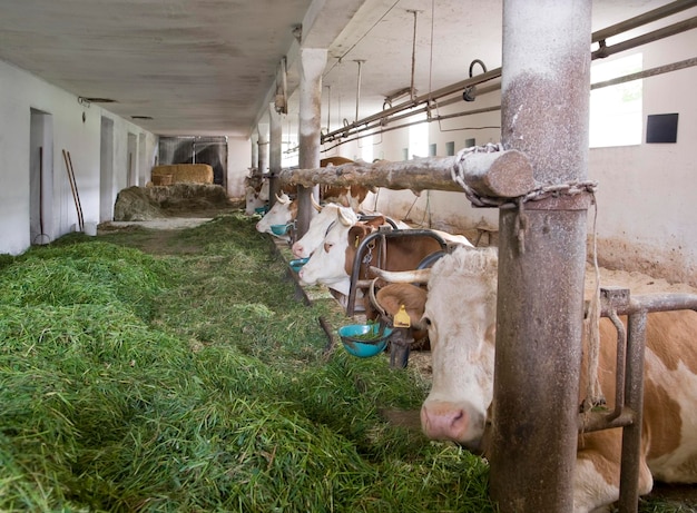 Dentro de um celeiro de vacas