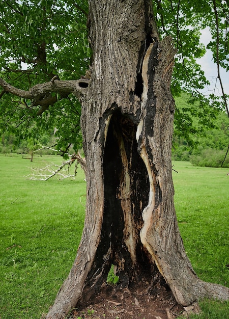 Dentro de um tronco de árvore queimado Oco no tronco de um fogo de salgueiro na floresta