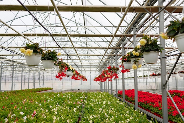 Dentro de un invernadero de flores industria de floricultura de negocios florales