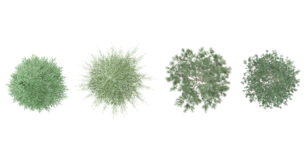 Deodar cedro abeto Pinus sylvestris árboles vista superior para el plan de paisaje y el diseño arquitectónico