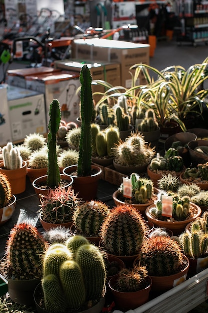 Departamento de jardinería en el hipermercado minorista cactus suculentas y plantas en macetas para la venta