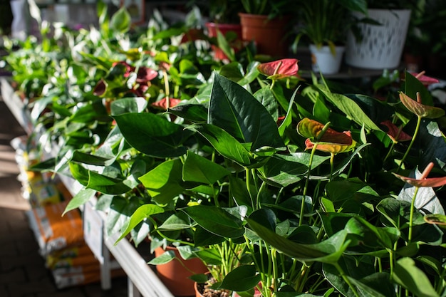 Departamento de jardinería en el hipermercado minorista - venta de plantas en macetas