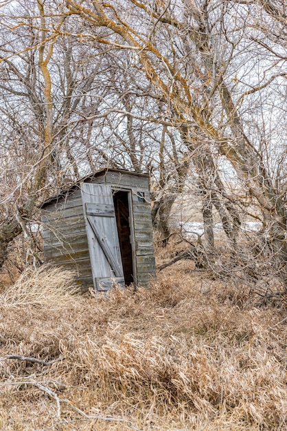 Dependência de madeira velha nas árvores na zona rural da pradaria em saskatchewan canadá