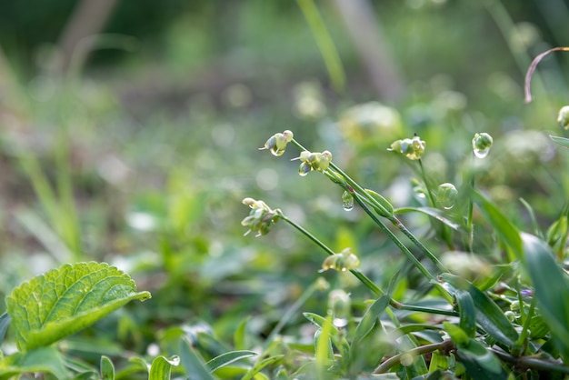 Depois da chuva, as folhas da floresta ficam cobertas de água e orvalho, e o fundo fica verde e amarelo