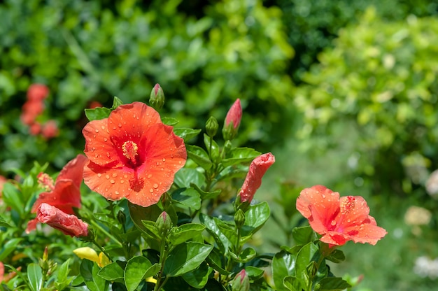 Depois da chuva de gotas de água na flor de hibisco vermelho