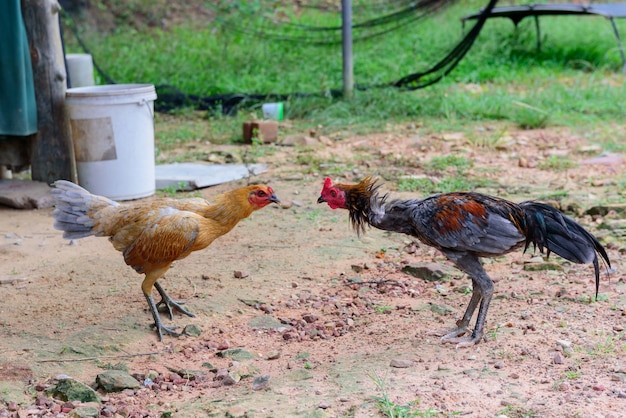 Deporte popular gamecock combates en Tailandia