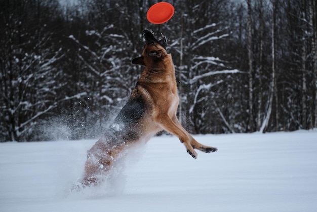 Deportes con perro fuera Flying Saucer toy Pastor Alemán negro y rojo salta en la nieve contra el fondo del bosque invernal e intenta atrapar el disco naranja