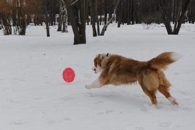 Deportes con perros en la naturaleza El pastor australiano Red Merle se divierte al aire libre en el parque de la ciudad