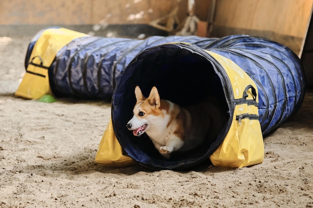 Deportes de velocidad y agilidad con mascotas Competiciones de agilidad