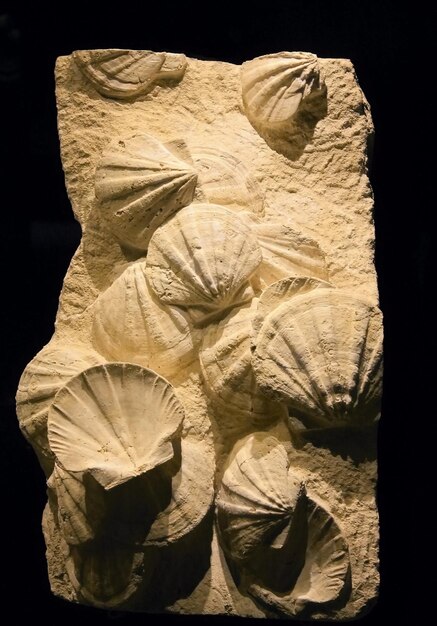 Depósitos minerales, fósiles en el museo.