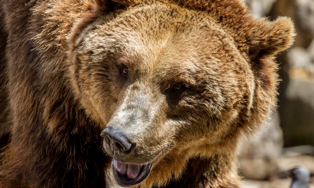 Depredador, hermoso y peludo oso pardo, mamífero