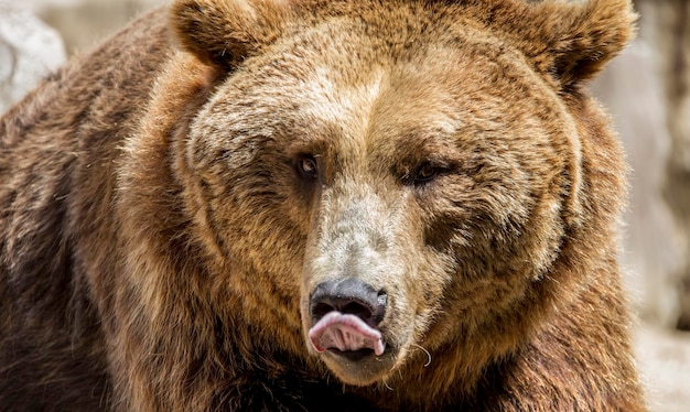 Depredador, hermoso y peludo oso pardo, mamífero