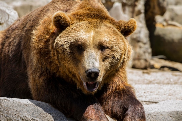 Depredador, hermoso y peludo oso pardo, mamífero