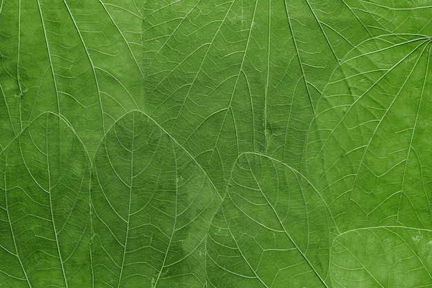 Der abstrakte strukturierte Hintergrund eine Collage aus großen Blättern von hellgrüner Farbe Nahaufnahme