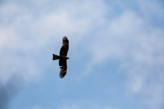 Der Adler schwebt am Himmel