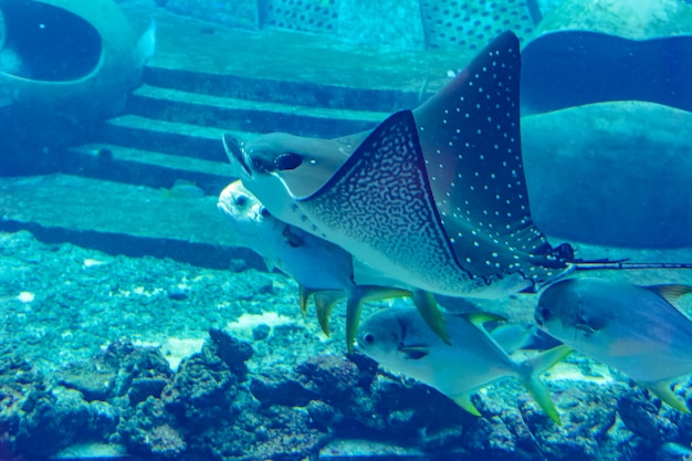 Der Adlerrochen (Aetobatus ocellatus) ist eine Knorpelfischart aus der Familie der Adlerrochen Myliobatidae. Atlantis, Sanya, Insel Hainan, China.