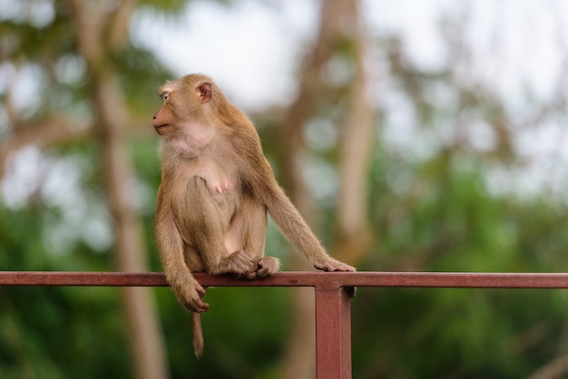 Der Affe, der sitzt, um etwas im Park von Thailand aufzupassen