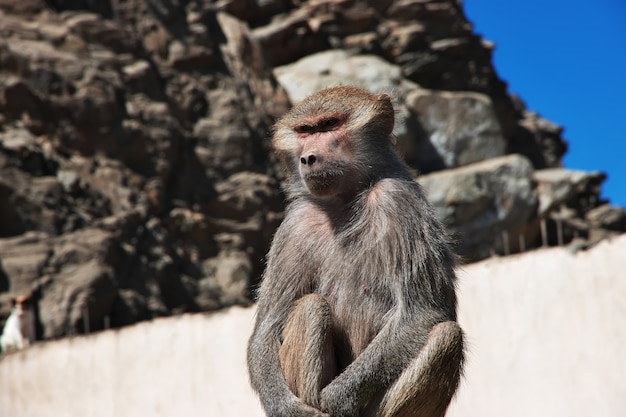 Der Affe in den Bergen von Saudi-Arabien