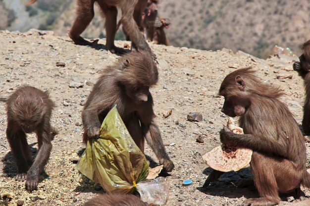 Der Affe in den Bergen von Saudi-Arabien