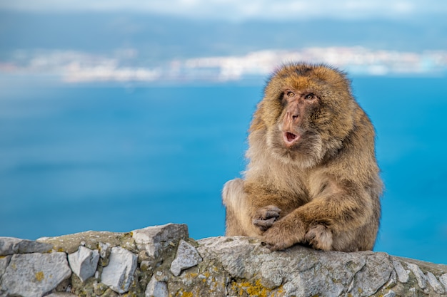 Der Affe Macaca sylvanus sitzt auf einem Felsen vor der Küste und stößt Touristen ab. Speicherplatz kopieren