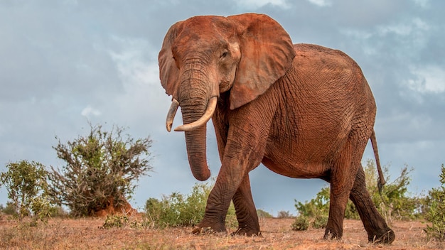 Foto der afrikanische buschelefant