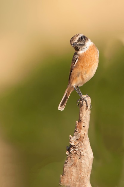 Der afrikanische Steinstein ist eine Sperlingsvogelart aus der Familie der Muscicapidae