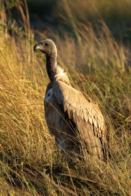 Foto der afrikanische weißrückgeier steht im trockenen gras