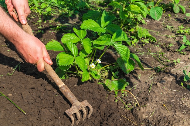 Der Agronom harkt den Boden um blühende Erdbeeren