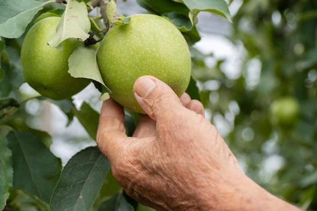 Der alte Bauer pflückt einen Apfel aus seiner horizontalen Apfelsaison