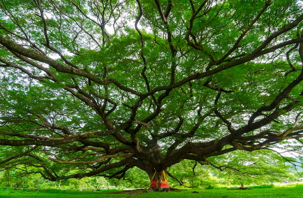 Foto der alte große baum mit zweigen und grünen frühlingsblättern