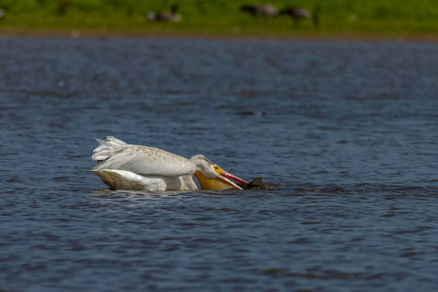 Der Amerikanische Weißpelikan Pelecanus erythrorhynchos auf der Jagd