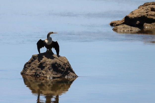 Der Anhinga, manchmal Schlangenvogel genannt, Schlangenhalsvogel