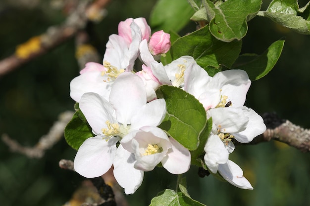 Der Apfelbaum blüht im Frühling